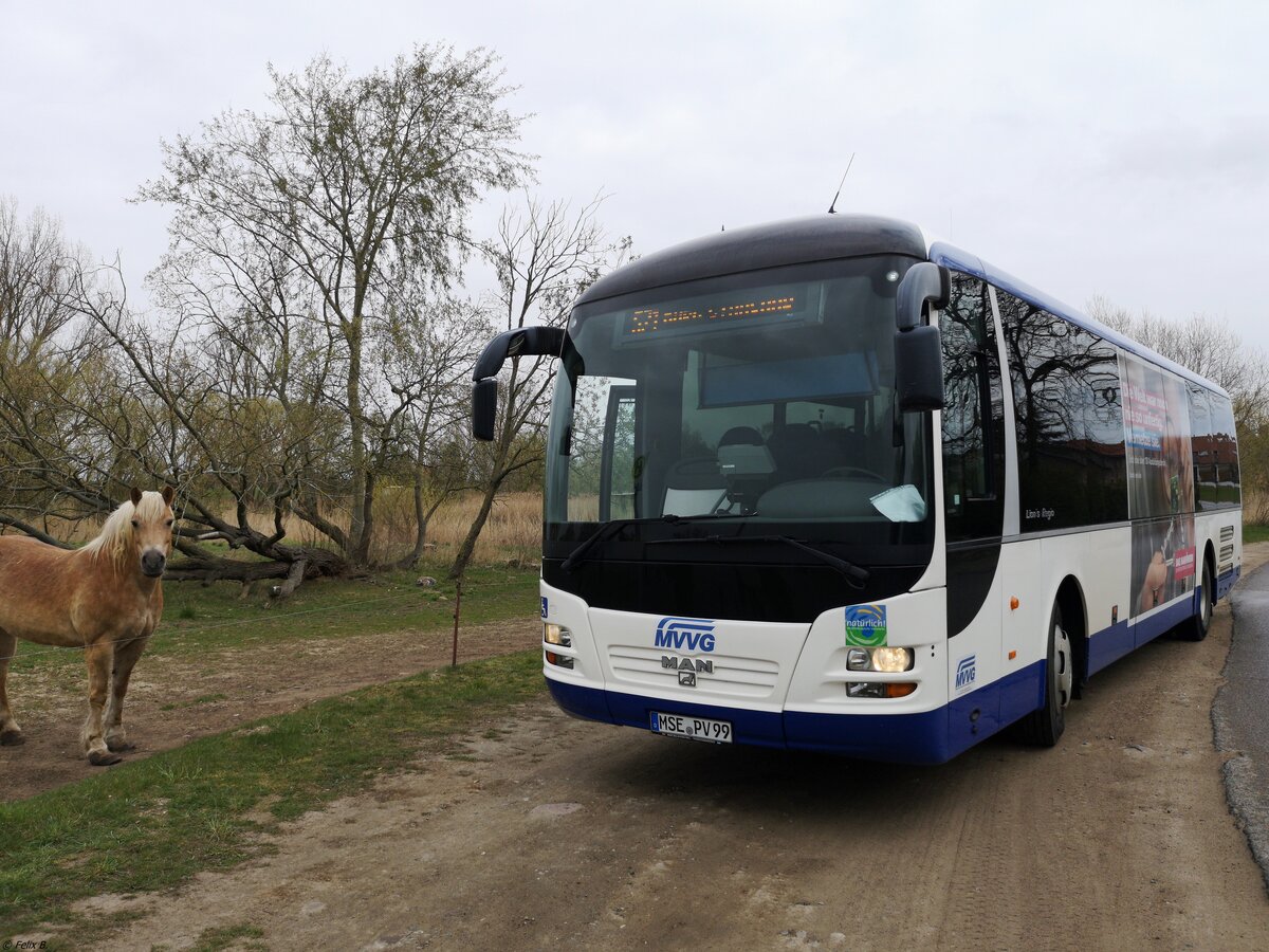 MAN Lion's Regio der MVVG in Burg Stargard.