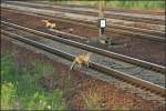Impression: Wer hat schon ein Revier mit Bahnhof und Flughafen? Kaum jemand, aber Gevatter Fuchs hat das in jedem Fall (Berlin Sch�nefeld, 08.08.2009)